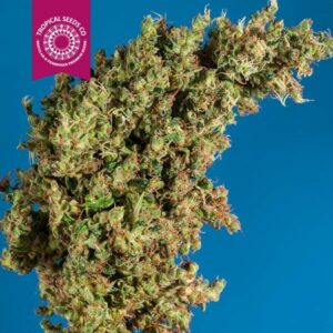 10 UND REG - KING CONGO * TROPICAL SEEDS  10 UND REGULAR