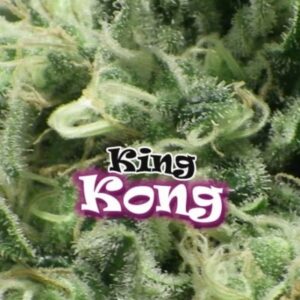 2 UND FEM - KING KONG * DR UNDERGROUND 2 UND FEM