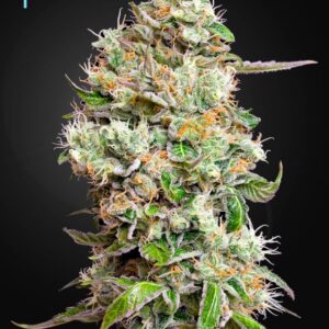 5 UND FEM - KING'S KUSH AUTO CBD * GREEN HOUSE 5 UND FEMINIZADAS