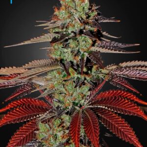 1 UND FEM - KING'S KUSH AUTO * GREEN HOUSE 1 UND FEMINIZADAS