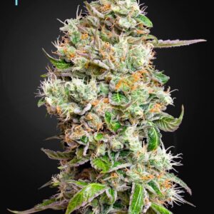 3 UND FEM - KING'S KUSH CBD * GREEN HOUSE 3 UND FEMINIZADAS