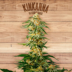 10 UND FEM - KINKANNA * THE PLANT ORGANIC SEEDS 10 UND FEM