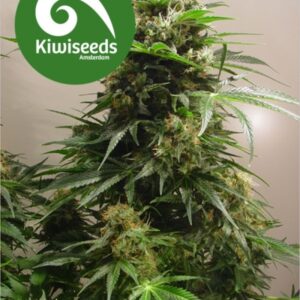 5 UND FEM - KIWISKUNK * KIWISEEDS 5 UND FEMINIZADAS