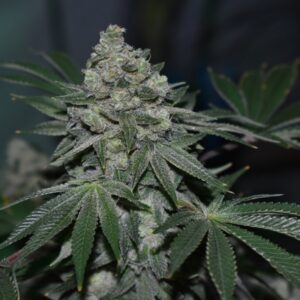 5 UND REG - KLEMENTINE * R-KIEM SEEDS 5 UND REGULARES