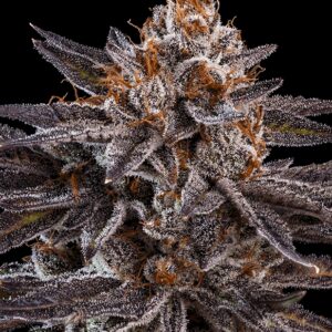 3 UND FEM - KMINTZ * RIPPER SEEDS 3 UND FEMINIZADA