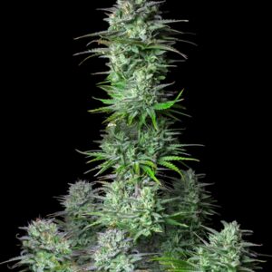 10 UND FEM - KOSHER CAKE AUTO * FASTBUDS SEEDS FEMINIZADA 10 UND
