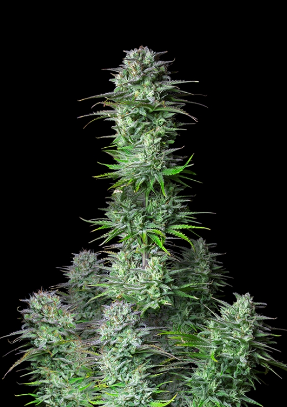 5 UND FEM - KOSHER CAKE AUTO * FASTBUDS SEEDS FEMINIZADA 5 UND