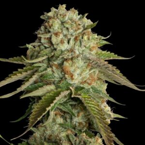 3 UND FEM - KOSHER KUSH * DNA GENETICS RESERVA PRIVADA 3 UND FEMINIZADAS