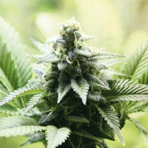 5x100 UND FEM - INDICA CREAM * KANNABIA 500 UND FEMINIZADAS