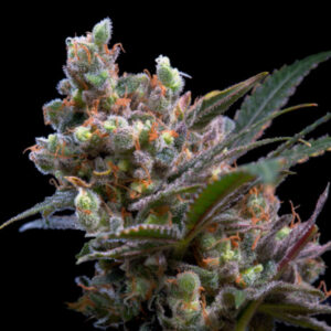 25 UND FEM - KRITIKAL BILBO * GENEHTIK SEEDS 25 UND FEMINIZADAS