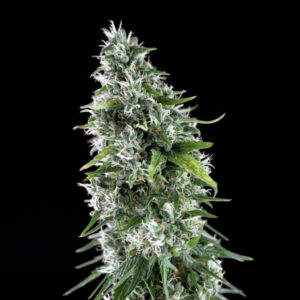 1 UND FEM - KRITIKAL BILBO X AK-47 * GENEHTIK SEEDS 1 UND FEMINIZADA