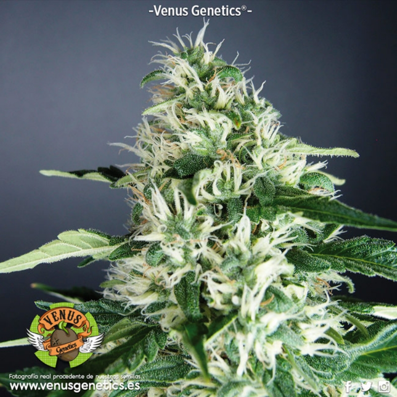 5 UND FEM - KRONIC * VENUS GENETIC 5 UND FEMINIZADAS