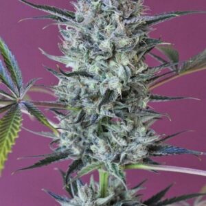 10 UND REG - KRYSTALICA * MANDALA SEEDS 10 UND REGULARES