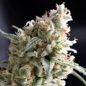 100 UND FEM - KUKULKAN * PYRAMID SEEDS 100 UND FEMINIZADA