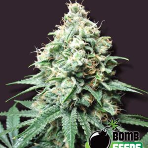 10 UND REG - KUSH BOMB * BOMB SEEDS 10 UND REGULARES