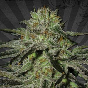 5 UND FEM - KUSH DOCTOR * AUTO SEEDS 5 UND FEMINIZADAS
