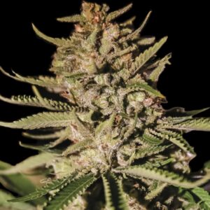 1 UND FEM - KUSH EXCLUSIVE * EXCLUSIVE SEEDS 1 UND FEM