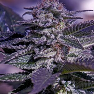 5 UND FEM - KUSH EXPRESS * POSITRONICS 5 UND FEMINIZADAS