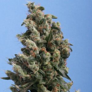 5 UND FEM - KUSHAGE * T.H. SEEDS 5 UND FEMINIZADAS