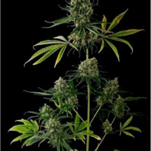 10 UND REG - KWIK KALI  * SAGARMATHA REGULARES 10 UND