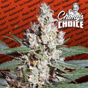 10 UND FEM - L.A. AMNESIA * PARADISE SEEDS 10 UND FEMINIZADAS