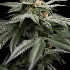 10 UND FEM - L.A. GELATO * HUMBOLDT SEEDS 10 UND FEM  FEMINIZADAS