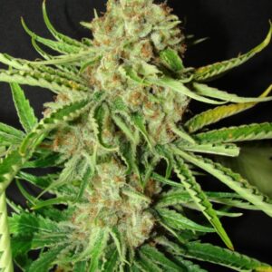 10 UND FEM - L.A. ULTRA  * RESIN SEEDS 10 UND FEMINIZADAS