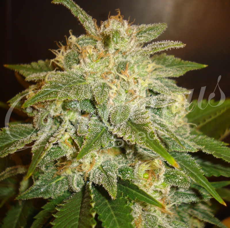 5 UND FEM - LA BELLA AFRODITA (AUTOMATIC LINE) * DELICIOUS 5 UND FEMINIZADAS