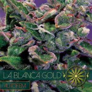 10 UND FEM - LA BLANCA GOLD AUTOFLOWERING * VISION SEEDS 10 UND FEMINIZADAS