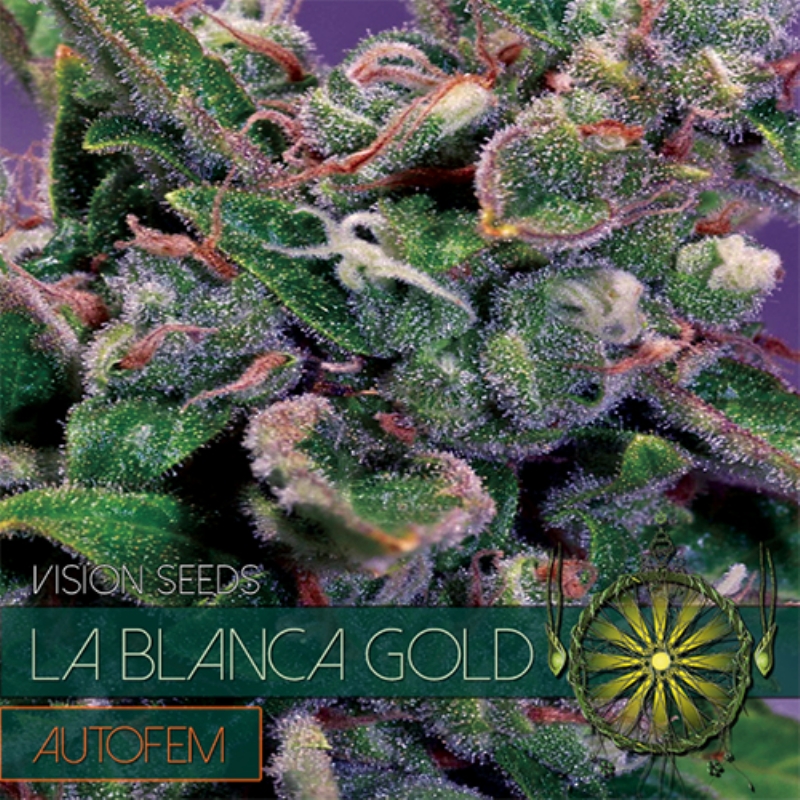 3 UND FEM - LA BLANCA GOLD AUTOFLOWERING (ETIQUETA FRANCESA) * VISION SEEDS 3 UND FEMINIZADAS
