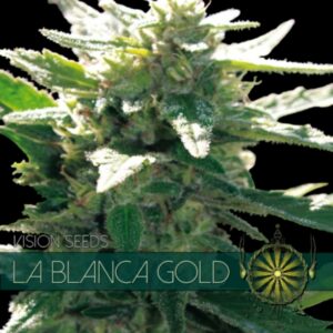 10 UND FEM - LA BLANCA GOLD (ETIQUETA FRANCESA) * VISION SEEDS 10 UND FEMINIZADAS