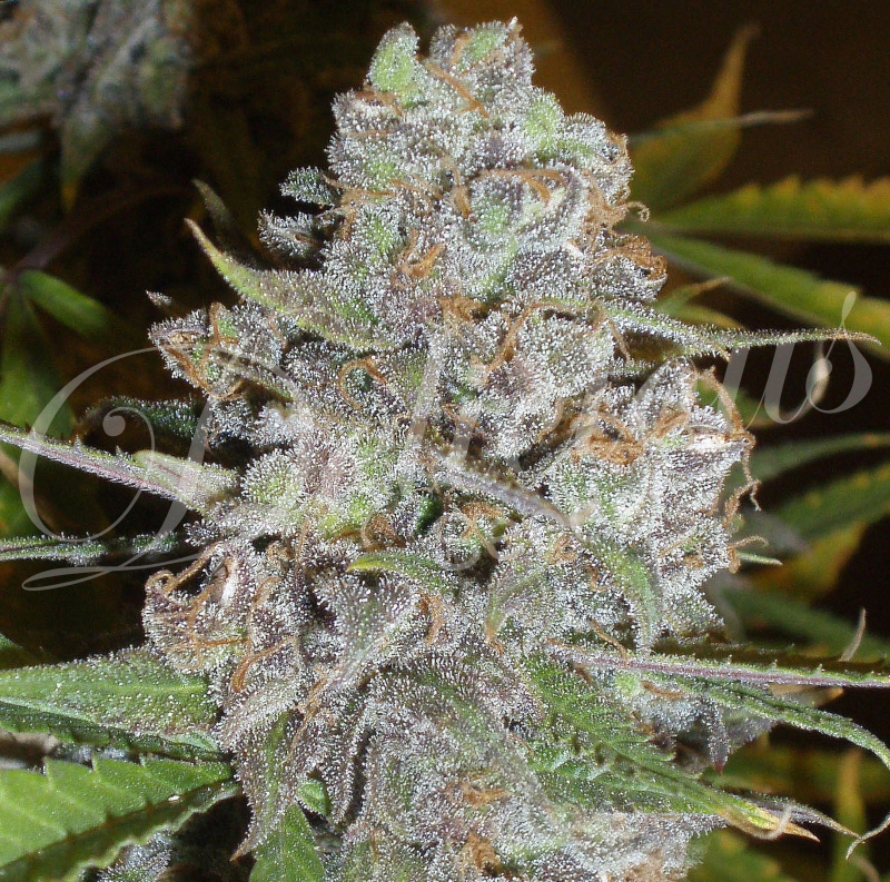 10 UND FEM - LA DIVA (AUTOMATIC LINE) * DELICIOUS 10 UND FEMINIZADAS