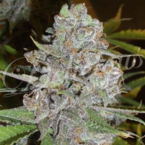 5 UND FEM - LA DIVA (AUTOMATIC LINE) * DELICIOUS 5 UND FEMINIZADAS