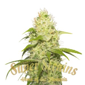 1 UND FEM - LA JEFA * SUPER STRAINS 1 UND FEMINIZADA