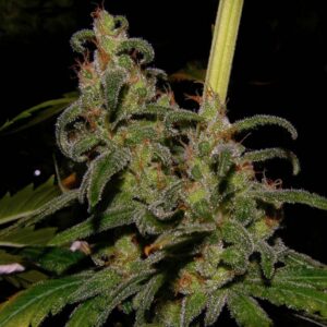 15 UND REG - LA NI�A * MR NICE NATURAL 15 UND REG