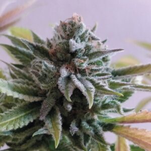 1 UND FEM - LA PERLA NEGRA * EXCLUSIVE SEEDS 1 UND FEM