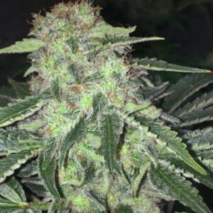 5 UND FEM - LA S.A.G.E. CBD * T.H. SEEDS 5 UND FEMINIZADAS