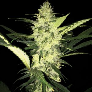 5 UND FEM - LA S.A.G.E. * T.H. SEEDS 5 UND FEMINIZADAS