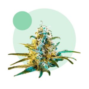 12 UND FEM - LAFANTA CBD AUTO * LIGHTBUDS 12 UND FEMINIZADAS