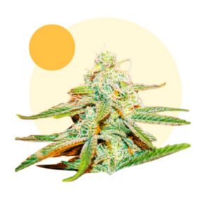 4 UND FEM - LAFANTA CBD * LIGHTBUDS 4 UND FEMINIZADAS