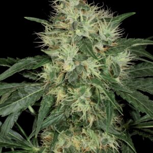 10 UND REG - LAMBO * T.H. SEEDS 10 UND REGULARES