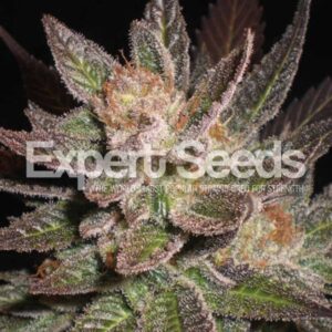 1 UND FEM -LAVENDER * EXPERT SEEDS 1 UND FEMINIZADA