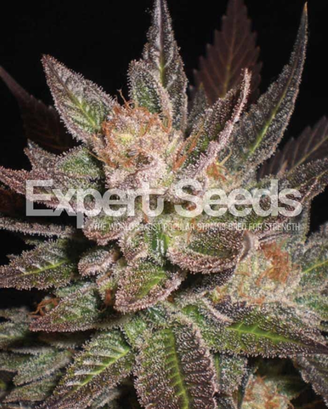 1 UND FEM -LAVENDER * EXPERT SEEDS 1 UND FEMINIZADA