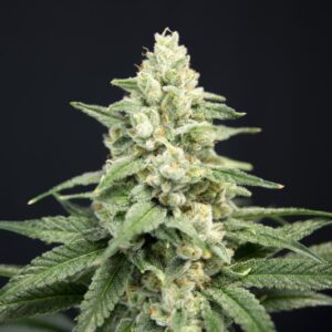 6 UND FEM - LAVENDER BARB * HOUSE OF THE GREAT GARDENER FEMINIZADA 6 UND