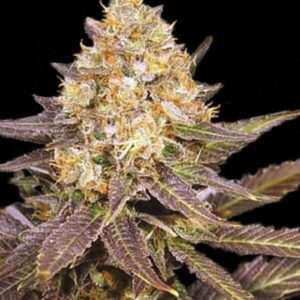 100 UND FEM - LAVENDER BEST * BULK SEED 100 UND FEM