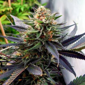 10 UND REG - LAVENDER  * SOMA SEEDS 10 UND REGULARES