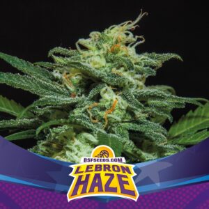 12 UND FEM - LEBRON HAZE XXL AUTO * BSF SEEDS 12 UND FEMINIZADAS