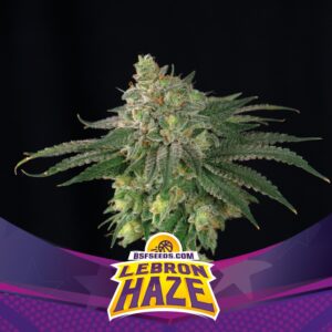 12 UND FEM - LEBRON HAZE * BSF SEEDS 12 UND FEMINIZADAS