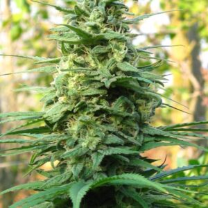 5 UND REG - LEDA UNO * K.C.BRAINS 5 UND REGULARES