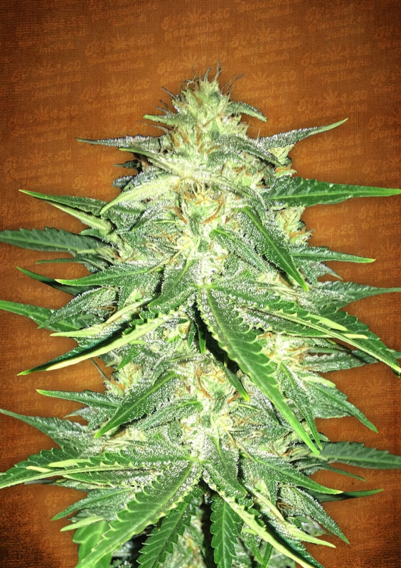 5 UND FEM - LEMON AK AUTO * FASTBUDS SEEDS FEMINIZADA 5 UND